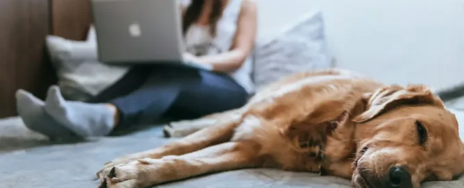 paid time off: Golden Retriever lying on bed