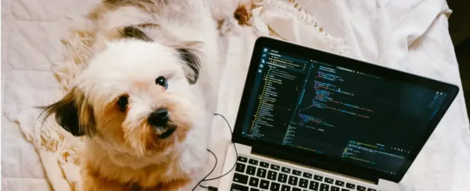 Product-oriented software engineers : a dog lays next to a laptop